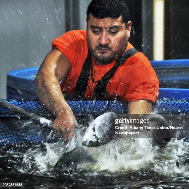 Employee Jesus Liva nets samples of royal dorade, or sea bream, to monitor their growth at Local Ocean, the first fish farm of its kind in the...