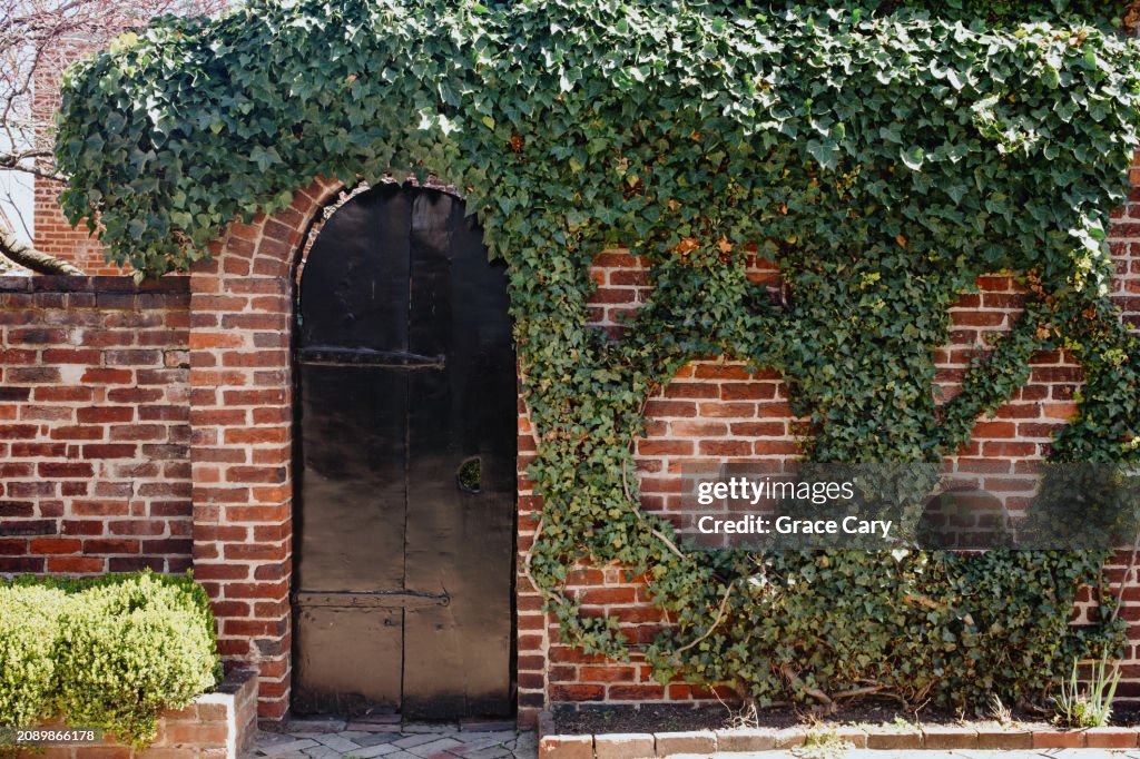 Ivy Grows on Brick Wall at Garden Entrance