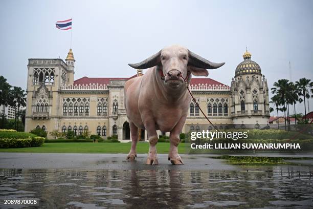 Ko Muang Phet, a white buffalo who was sold for 18 million baht, poses for a photo after a meeting between prime minister Srettha Thavisin and...