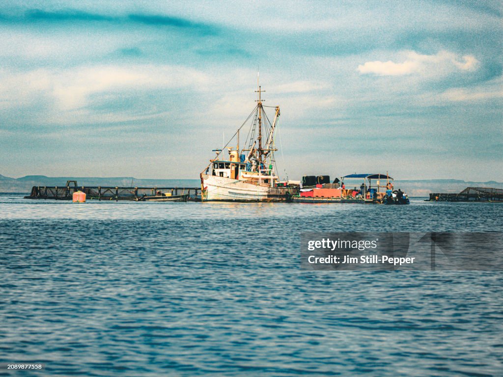 Industrie de l’aquaculture : un bateau-puits charge du poisson d’une ferme piscicole dans le golfe de Californie
