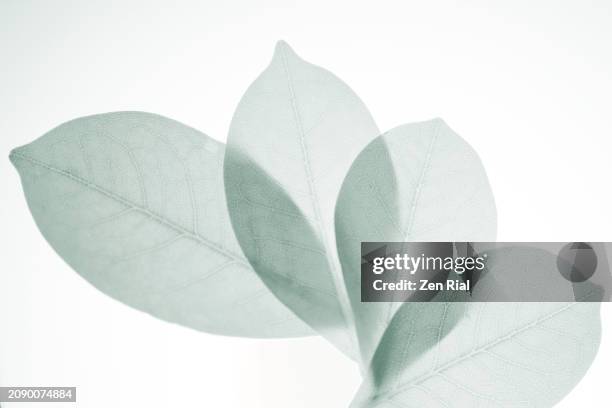 four leaves back lit, partially overlapped on white background - estampa de folha imagens e fotografias de stock