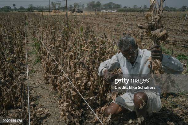 Farmer cuts the entire poppy plant at the end of the harvesting season at a farm on March 15, 2024 in Chittorgarh, India. At present, opium...