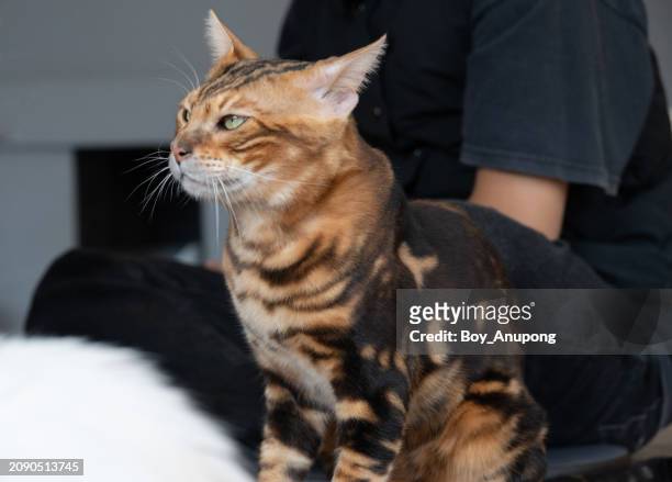bengal cat while living in human house as pet. bengals take their name from the asian leopard cat’s scientific name, felis bengalensis. - brown spotted bengal stock pictures, royalty-free photos & images