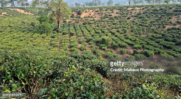 kaliabor tea plantation, silghat district, assam, india - india tea plantation stock pictures, royalty-free photos & images