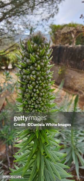 echium madeira - buds stock pictures, royalty-free photos & images