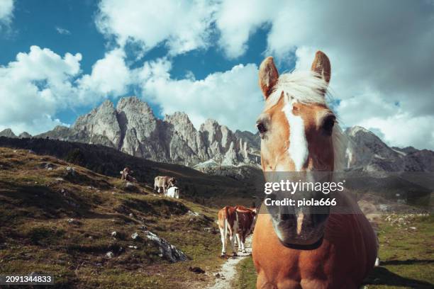 haflinger horses in the landscapes of dolomites - trentino alto adige imagens e fotografias de stock