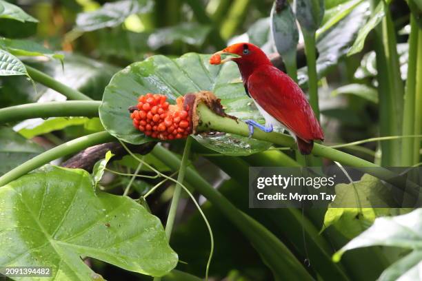 king bird-of-paradise - paradisaeidae stock pictures, royalty-free photos & images