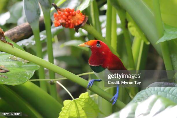 king bird-of-paradise - paradisaeidae stock pictures, royalty-free photos & images