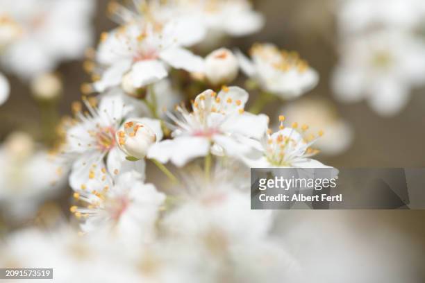 blooming tree - buds stock pictures, royalty-free photos & images