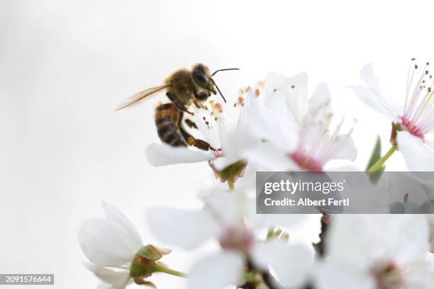 bee on a blooming tree - bee on flower white background stock pictures, royalty-free photos & images