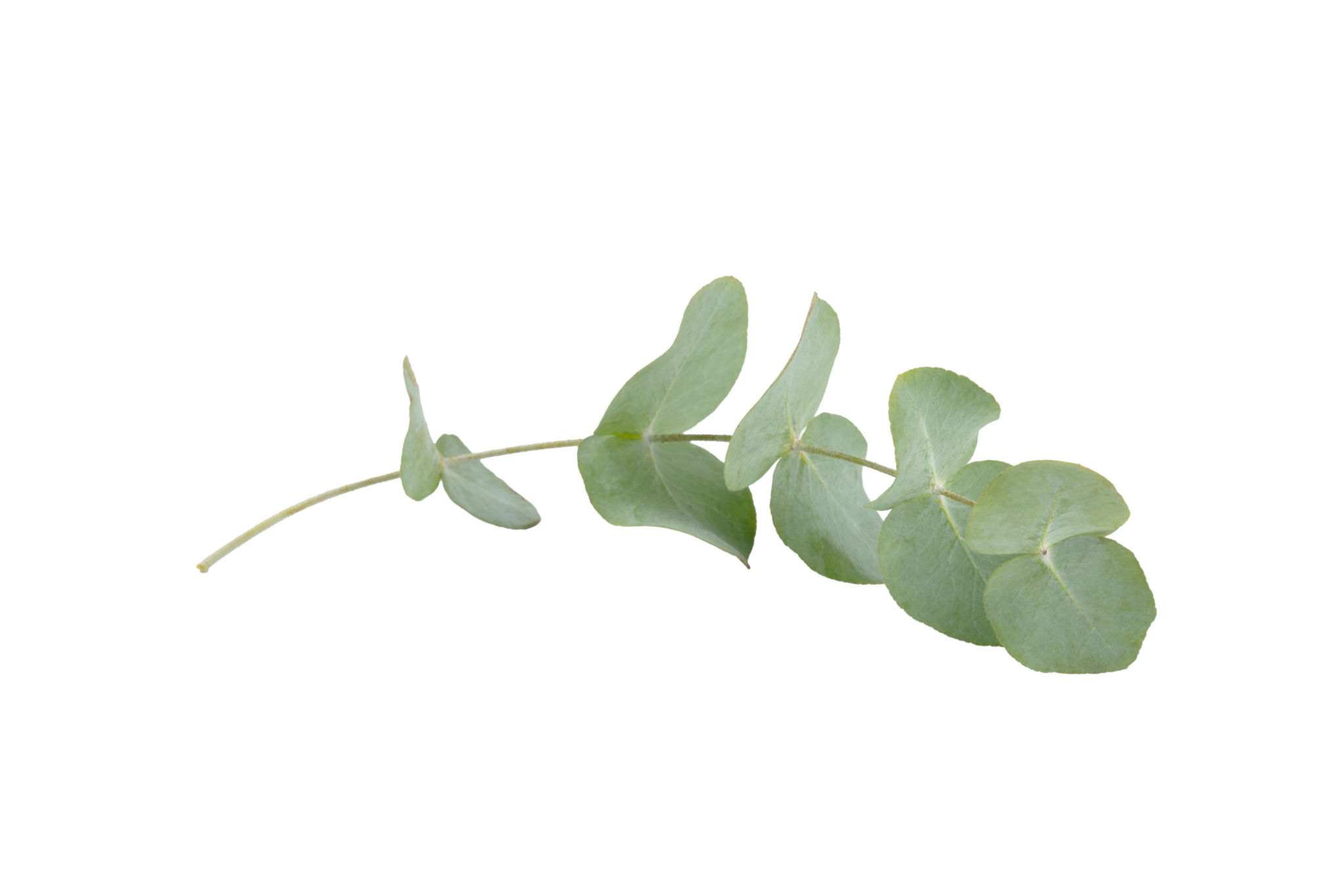 eucalyptus