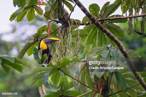 beautiful toucan:  chestnut-mandibled toucan (ramphastos swainsonii) perched on tree, costa rica - sarapiquí stock-fotos und bilder