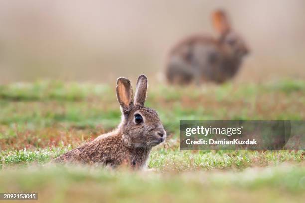 7,084 Rabbit Uk Stock Photos, High-Res Pictures, and Images - Getty Images