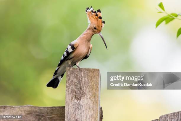 eurasian hoopoe (upupa epops) - hoopoe stock pictures, royalty-free photos & images