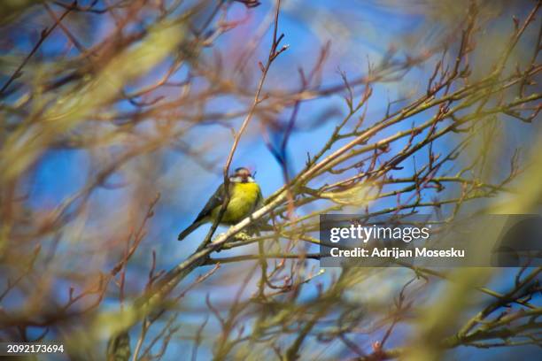 a lone bird, adorned in yellow and grey, perches silently amidst the intricate dance of bare branches against a serene blue sky - gothenburg winter stock pictures, royalty-free photos & images