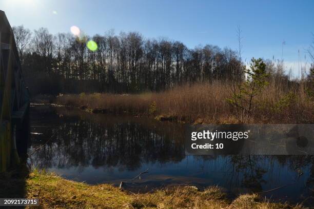 a serene pond reflecting the bare trees and clear blue sky, surrounded by wild grasses, showcasing nature’s quiet beauty - gothenburg winter stock pictures, royalty-free photos & images