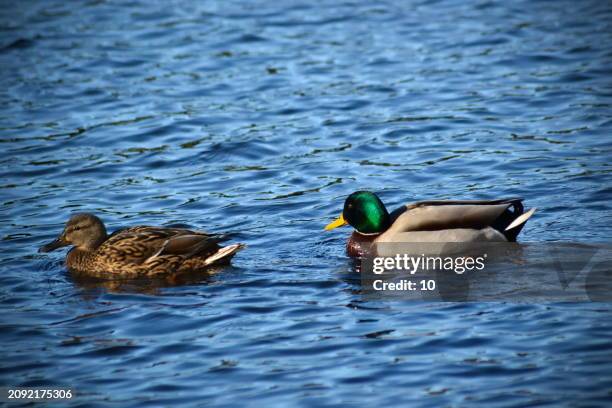 two ducks, one with vibrant green head, float peacefully on shimmering blue water under the bright sunlight - anser fabalis stock pictures, royalty-free photos & images
