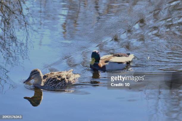 two ducks gracefully swim on a calm lake, their reflections mirroring on the water’s surface, surrounded by gentle ripples - editorial image stock pictures, royalty-free photos & images