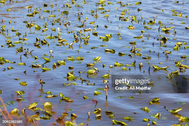 aquatic plants in springtime - sagittaria aquatic plant stock pictures, royalty-free photos & images