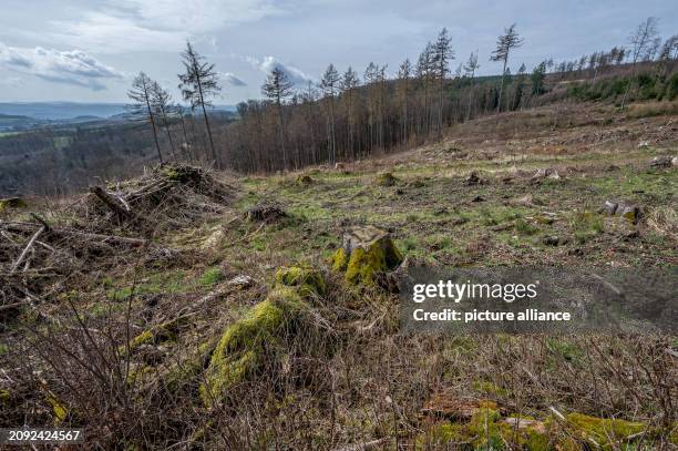 March 2024, North Rhine-Westphalia, Neuenrade: Deforested area in front of a panorama with numerous dead trees. To mark the International Day of...