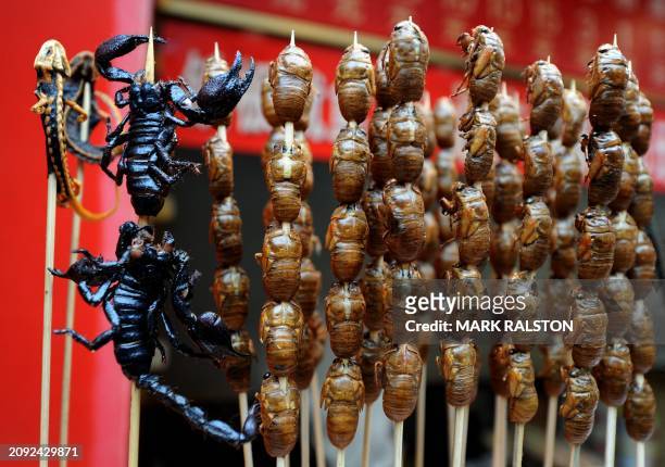 Lizards, scorpions and bugs available to adventurous eaters at a food stall in the Wangfujing shopping street of Beijing on January 17 2012. China...