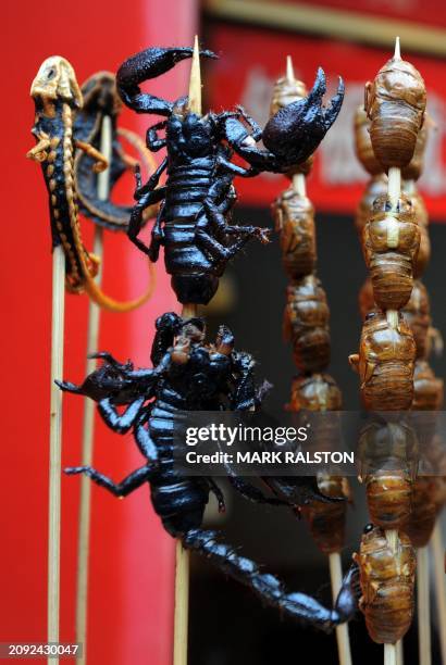 Lizards, scorpions and bugs are seen available to adventurous eaters at a food stall in the Wangfujing shopping street of Beijing on January 17 2012....