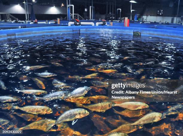 Tankful of royal dorade or sea bream at Local Ocean, the first fish farm of its kind in the country, with a plan to produce hundreds of tons of fish...