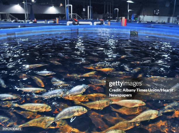 Tankful of royal dorade or "sea bream" at Local Ocean, the first fish farm of its kind in the country, with a plan to produce hundreds of tons of...