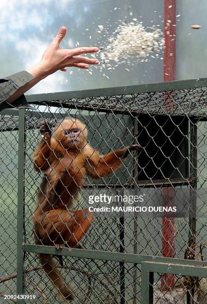 An employee feeds a seized Cebus albifrons through a cage at a reception centre for wild animals in Bogota on September 18, 2008. Keeping wild...