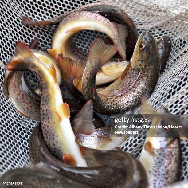 Some of the brown trout released into Geyser Creek during Saratoga Spa State Park's annual fish stocking Wednesday April 20, 2011.