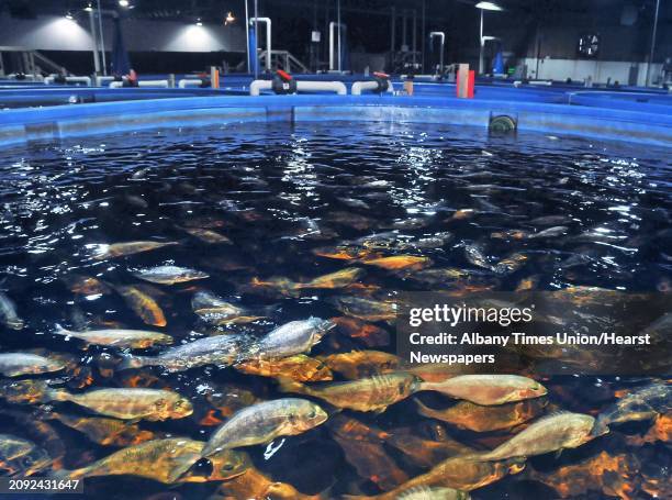 Tankful of royal dorade or "sea bream" at Local Ocean, the first fish farm of its kind in the country, with a plan to produce hundreds of tons of...