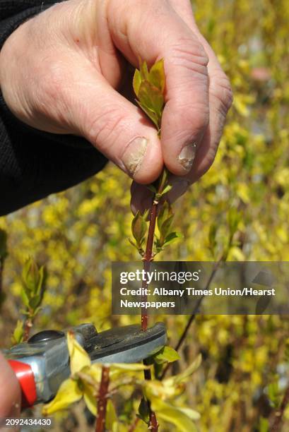 Faddegons vice president Bob Graves demonstrates "heading back" a forsythia at the Colonie nursery Thursday April 12, 2012.