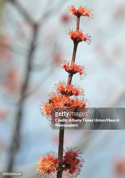 Buds bloom on a branch of a Red Maple tree on the Union College campus Friday March 23, 2012.