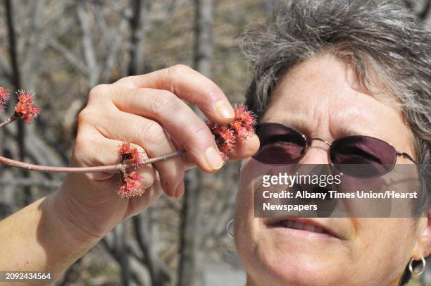 Landscape specialist for Union College, Connie Schmitz shows how easily pollen is released from a Red Maple tree bud on the Union campus Friday March...
