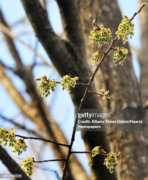 Buds bloom on a branch of an Elm tree on the Union College campus Friday March 23, 2012.