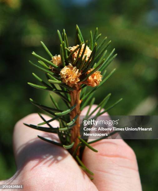 Buds ready to bloom almost a month early on a balsam fir at Saratoga Spa State Park Tuesday March 20, 2012.
