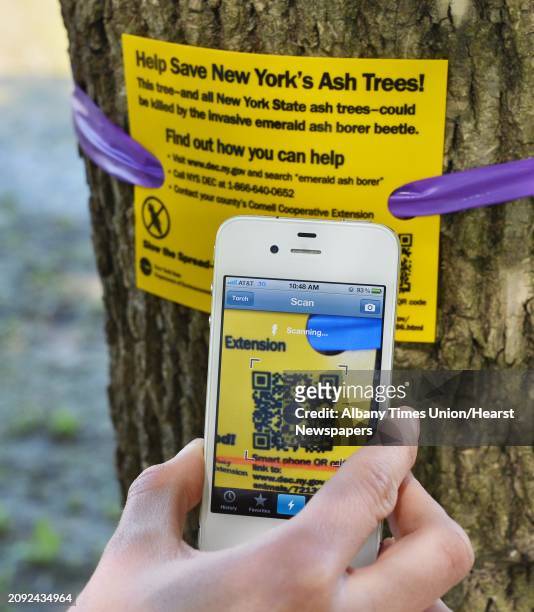 Outreach co ordinator Emily Kurth demonstrates how a smart phone can scan the QR code on a sign attached to an ash tree in Albany's Corning Preserve...