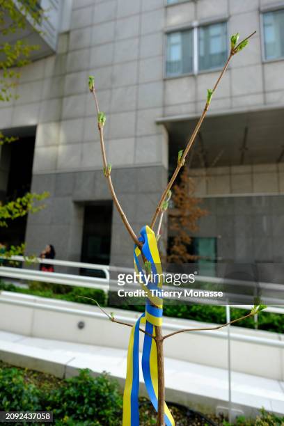 Kalyna guelder-rose is budding in front of the EU Parliament building on March 20, 2024 in Brussels, Belgium. The tree was planted on November 28,...