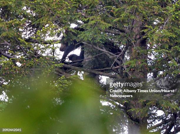Black bear about 60 feet up in a tree behind 44 Rose Court Tuesday May 27 in Albany, NY. Police and officers with the Department of Environmental...
