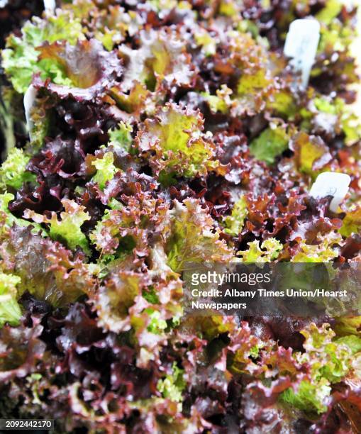 Lettuce growing at the gardens at his DZ Farm Friday June 13 in Galway, NY.