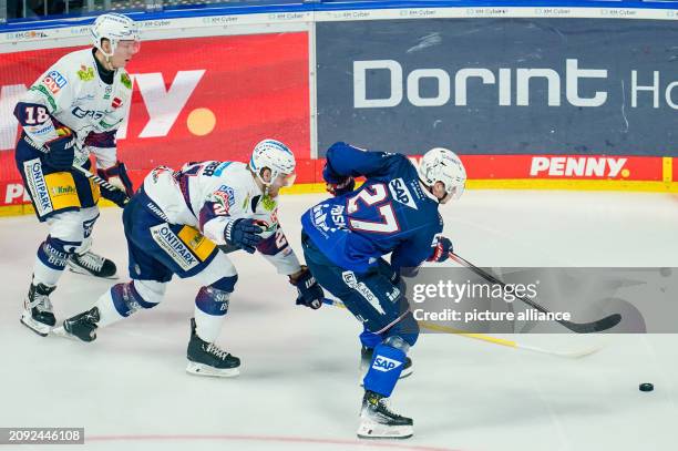 March 2024, Baden-Württemberg, Mannheim: Ice hockey: DEL, Adler Mannheim - Eisbären Berlin, championship round, quarter-finals, matchday 2. Berlin's...