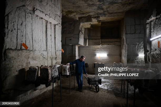 French mushroom grower Laurent Disson picks up button mushrooms in a underground quarry, one of the sites where Bordeaux's famous blonde stone was...