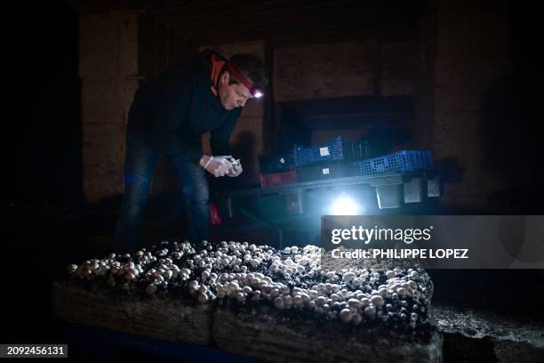 French mushroom grower Laurent Disson picks up button mushrooms in a underground quarry, one of the sites where Bordeaux's famous blonde stone was...