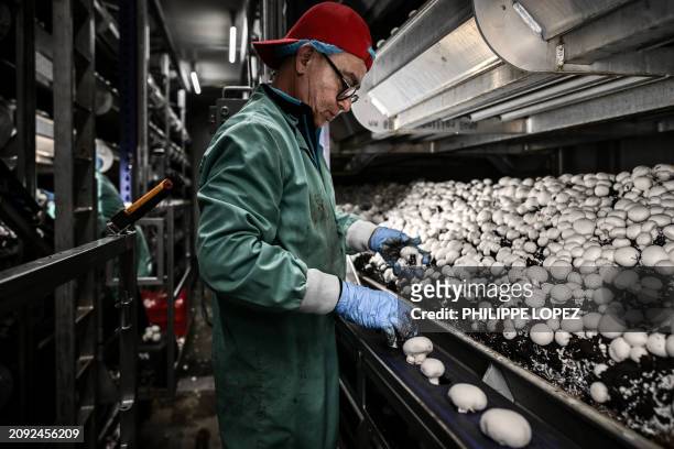 Worker picks up button mushrooms at "Cabane & Compagnie", an ergonomically designed mushroom house producing "Agaricus bisporus", more commonly known...