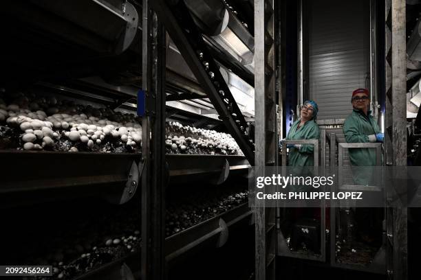 Workers pick up button mushrooms at "Cabane & Compagnie", an ergonomically designed mushroom house producing "Agaricus bisporus", more commonly known...