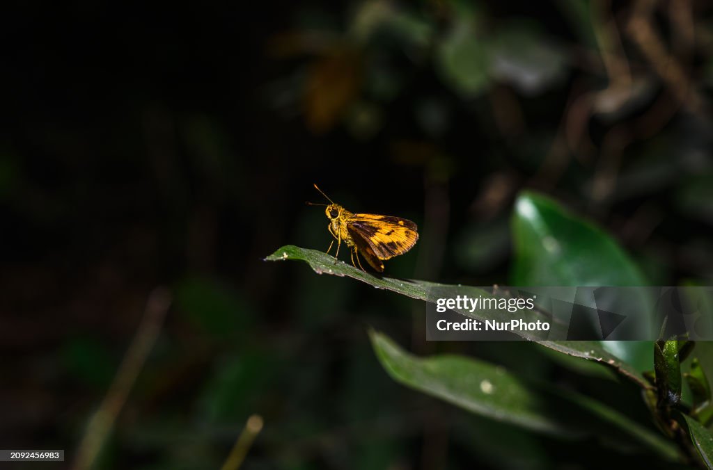 Skipper Butterfly - Potanthus - Animal India