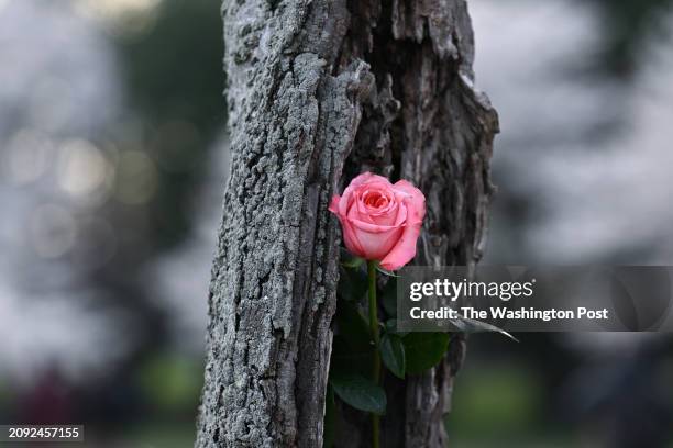 Flower adorns a cherry tree nicknamed "Stumpy" along the Tidal Basin on Wednesday March 20, 2024 in Washington, DC.