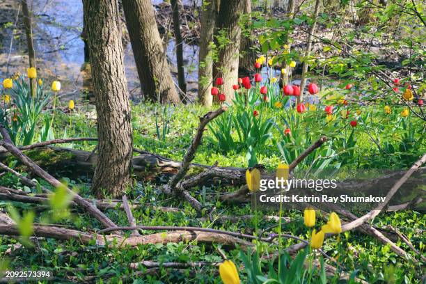 spring in the city forest - toronto's riverdale farm - riverdale stock pictures, royalty-free photos & images