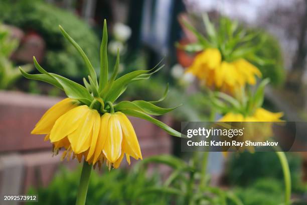 magnificent fritillaria imperialis - corolla petals stock pictures, royalty-free photos & images
