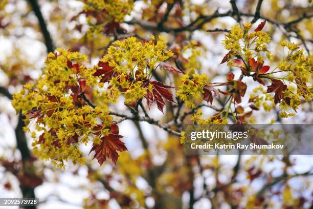 Mapleextalia 247,784 Maple Ontario Stock Photos, High-Res Pictures, and Images ...